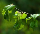 Tilia cordata