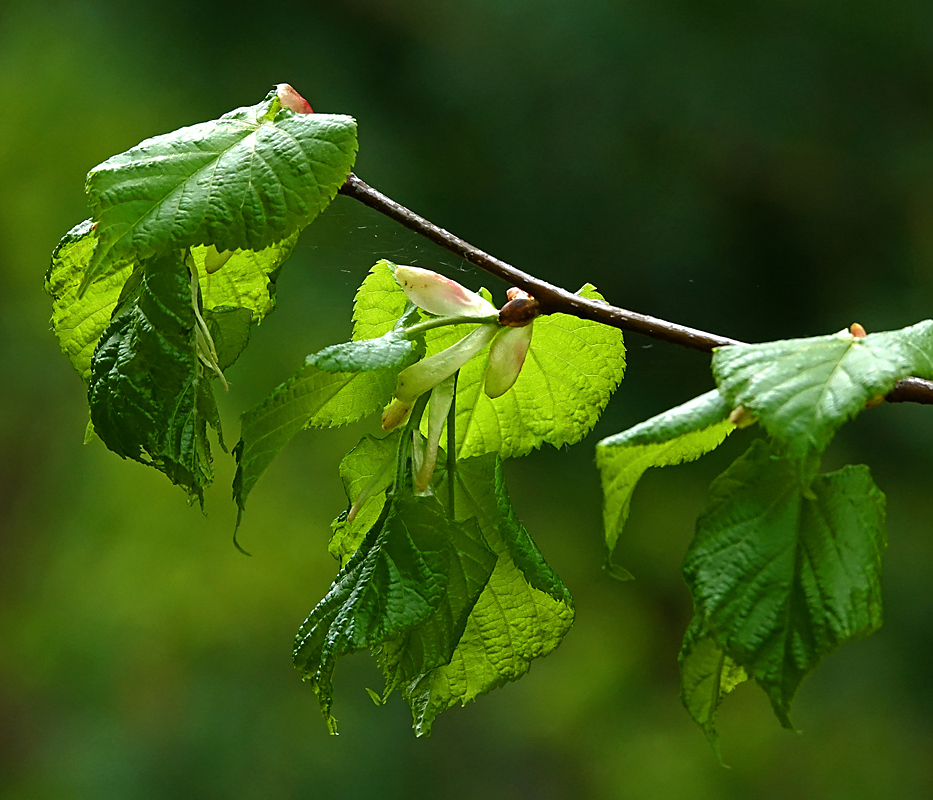 Изображение особи Tilia cordata.