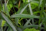 Achillea biserrata