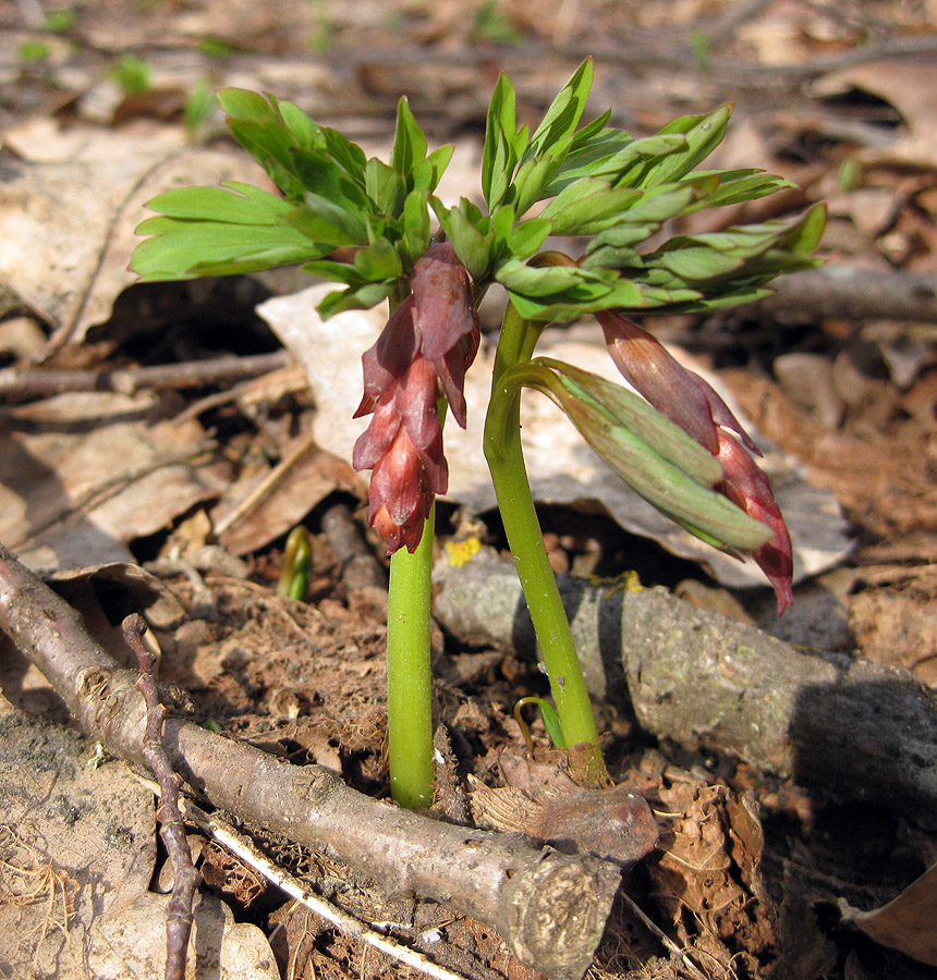 Image of Corydalis cava specimen.