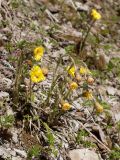 Tussilago farfara