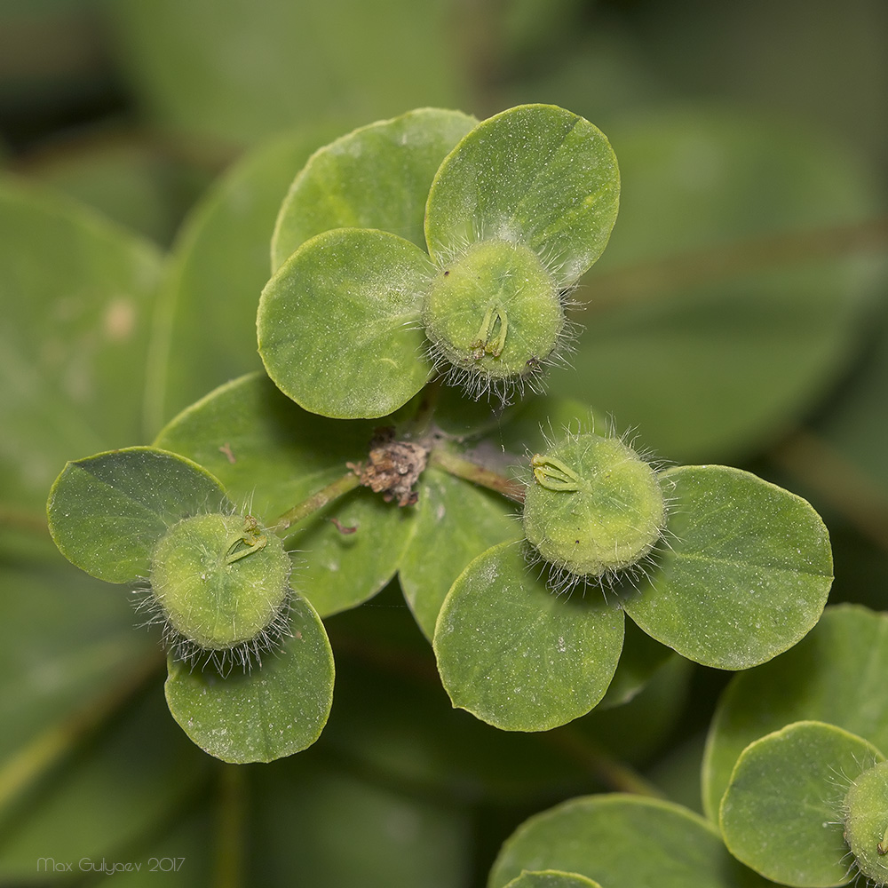 Image of Euphorbia tauricola specimen.