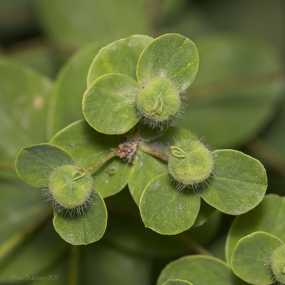 Image of Euphorbia tauricola specimen.