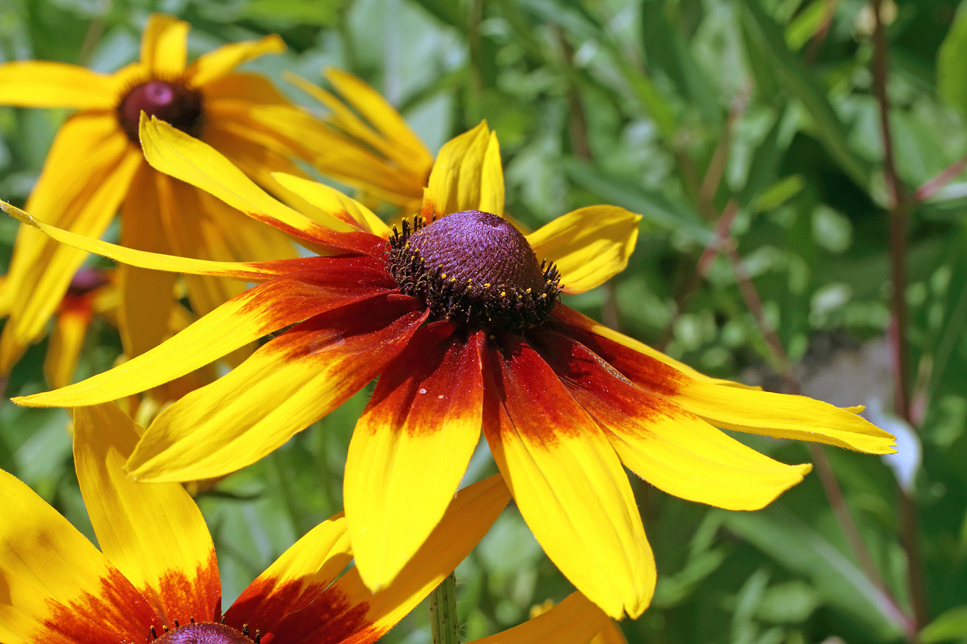 Image of Rudbeckia hirta specimen.