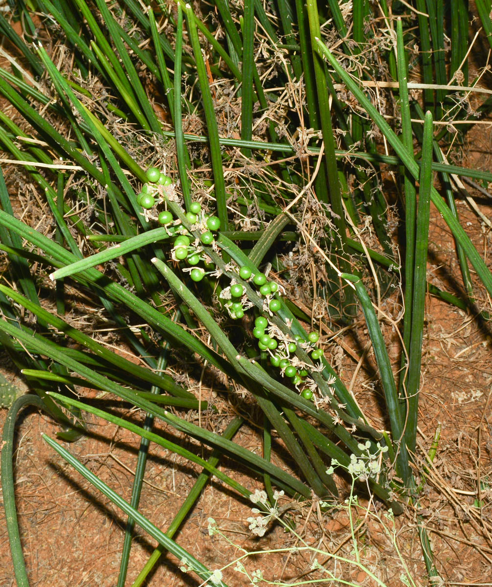 Image of Sansevieria cylindrica specimen.