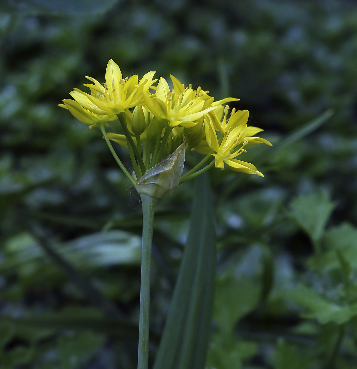 Изображение особи Allium moly.