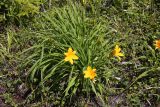 Hemerocallis middendorffii