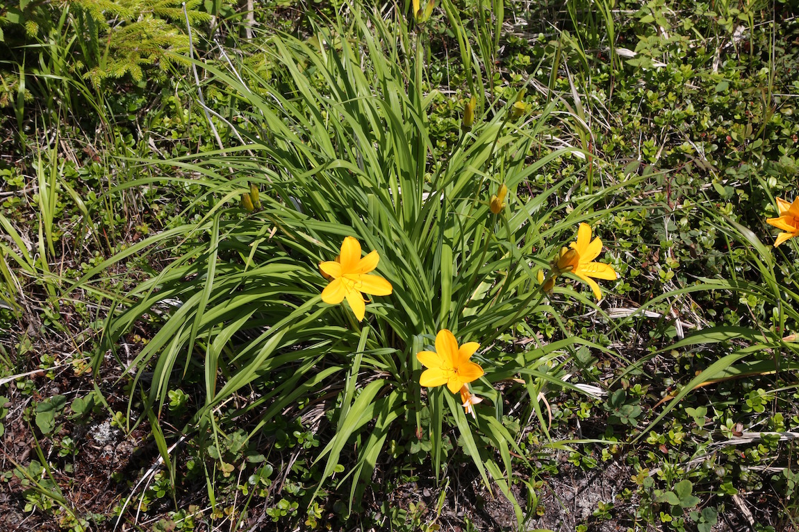 Изображение особи Hemerocallis middendorffii.