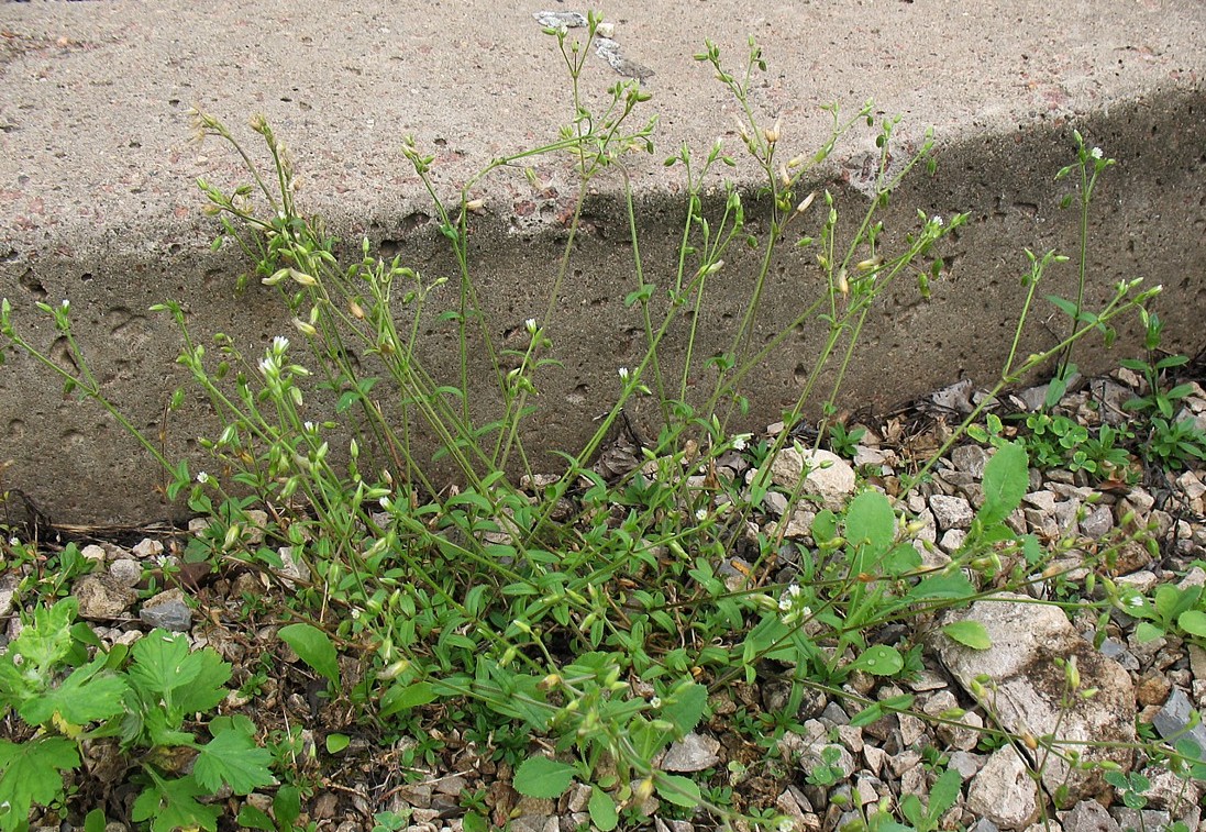 Image of Cerastium holosteoides specimen.