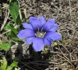 Gentiana dshimilensis. Цветок. Кабардино-Балкария, Эльбрусский р-н, долина р. Ирикчат, ≈ 2800 м н.у.м. 28.07.2017.