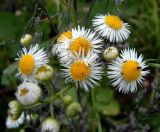 Erigeron annuus