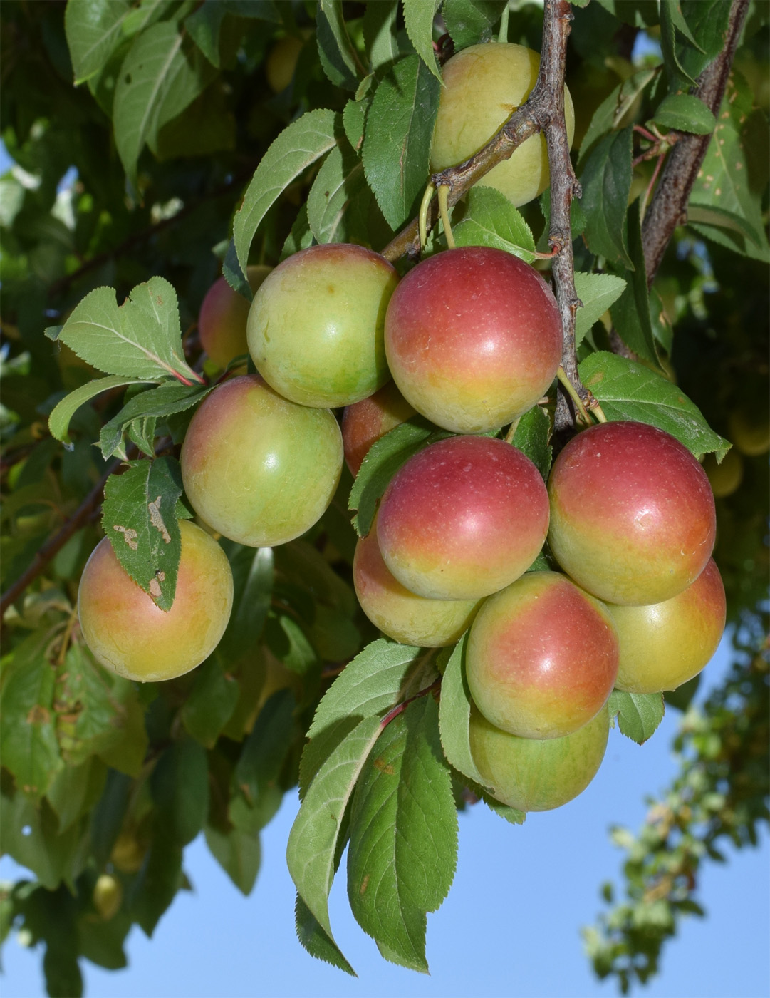 Image of Prunus cerasifera specimen.