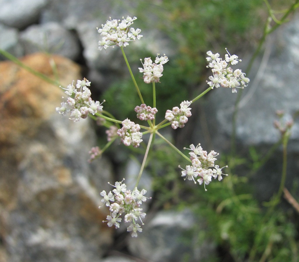 Image of Seseli alpinum specimen.