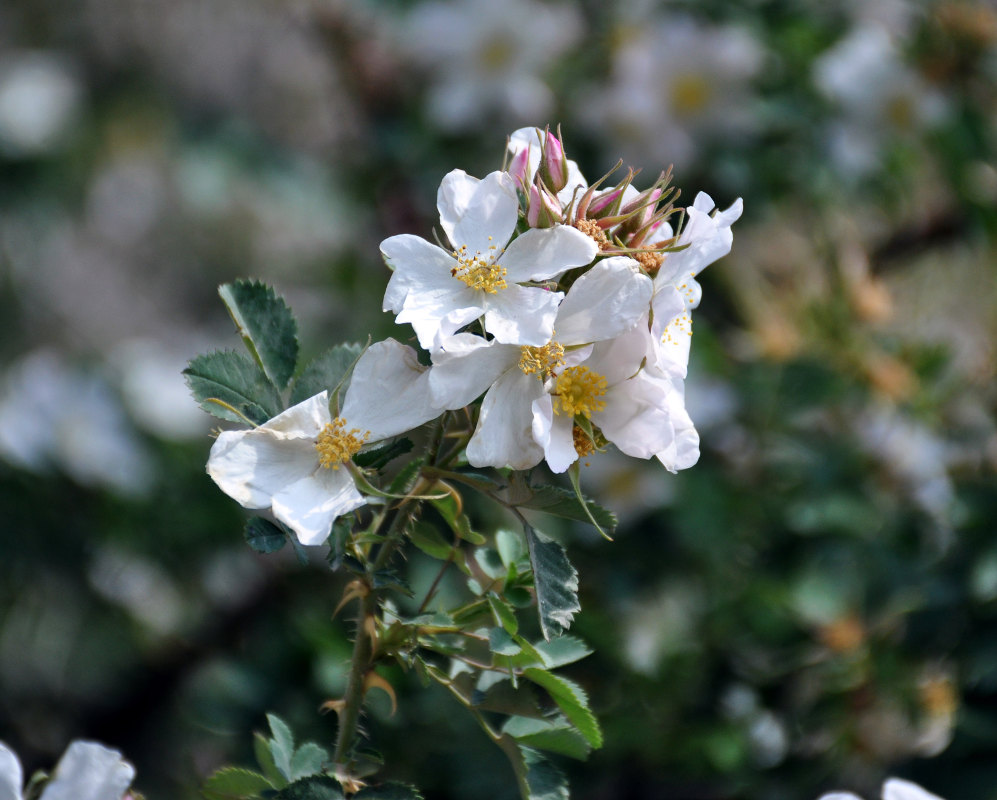 Image of Rosa huntica specimen.