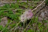 Hakea scoparia