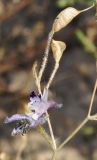 Delphinium barbatum. Верхушка побега с цветком и плодами. Узбекистан, г. Ташкент, Актепа Юнусабадская. 08.10.2017.