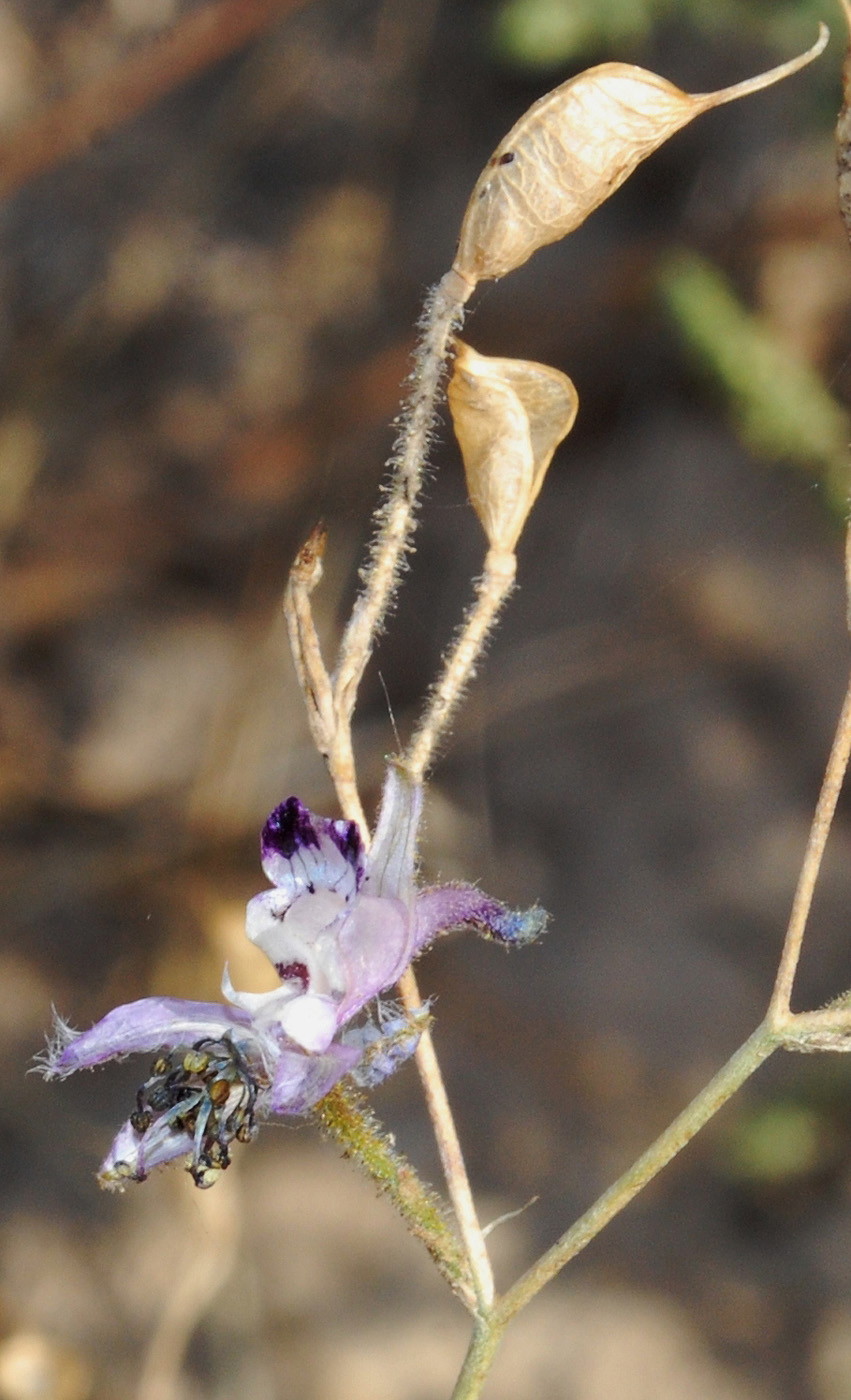 Image of Delphinium barbatum specimen.