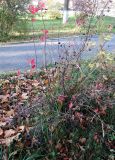 Cotoneaster lucidus. Плодоносящее растение с листьями в осенней окраске. Московская обл., г. Электрогорск, привокзальная площадь, в озеленении. 22.10.2017.