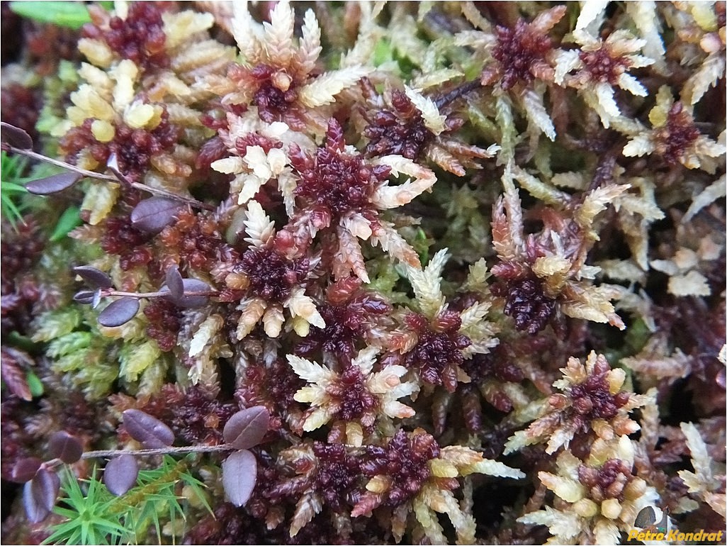 Image of Sphagnum divinum specimen.