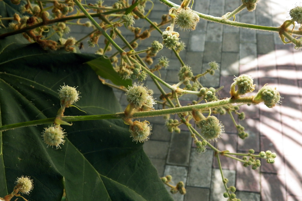 Изображение особи Tetrapanax papyrifer.