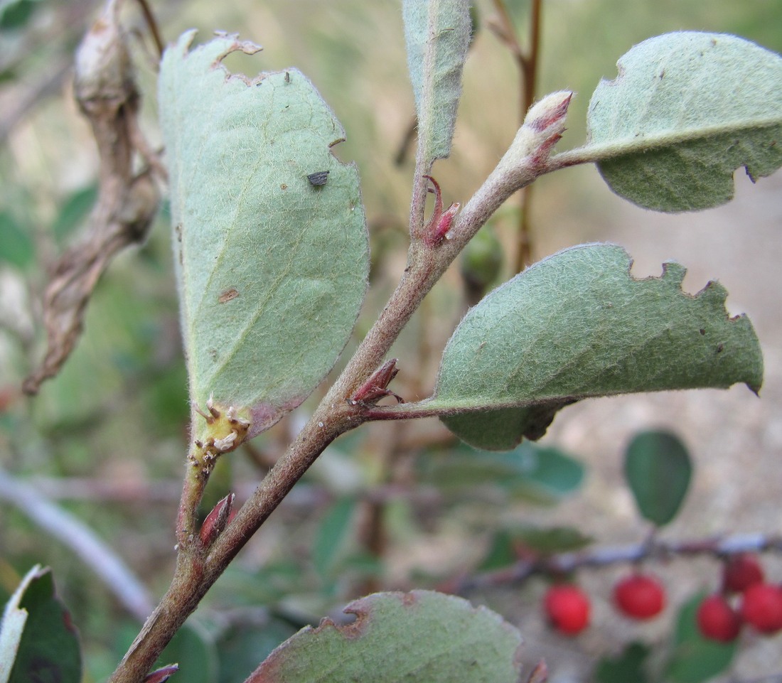 Изображение особи Cotoneaster integerrimus.