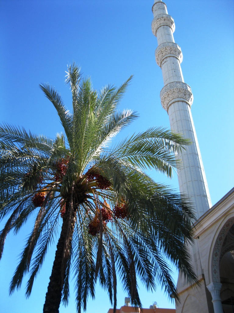 Изображение особи Phoenix canariensis.