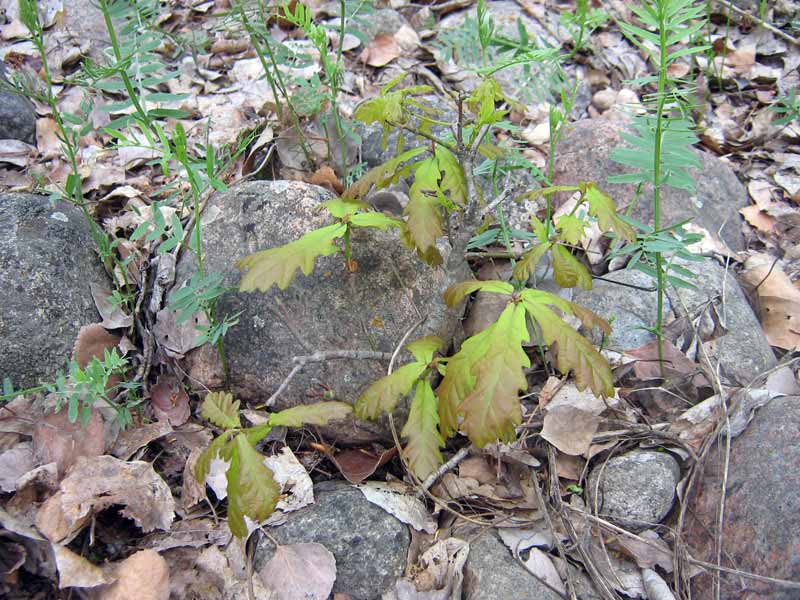 Image of Quercus robur specimen.