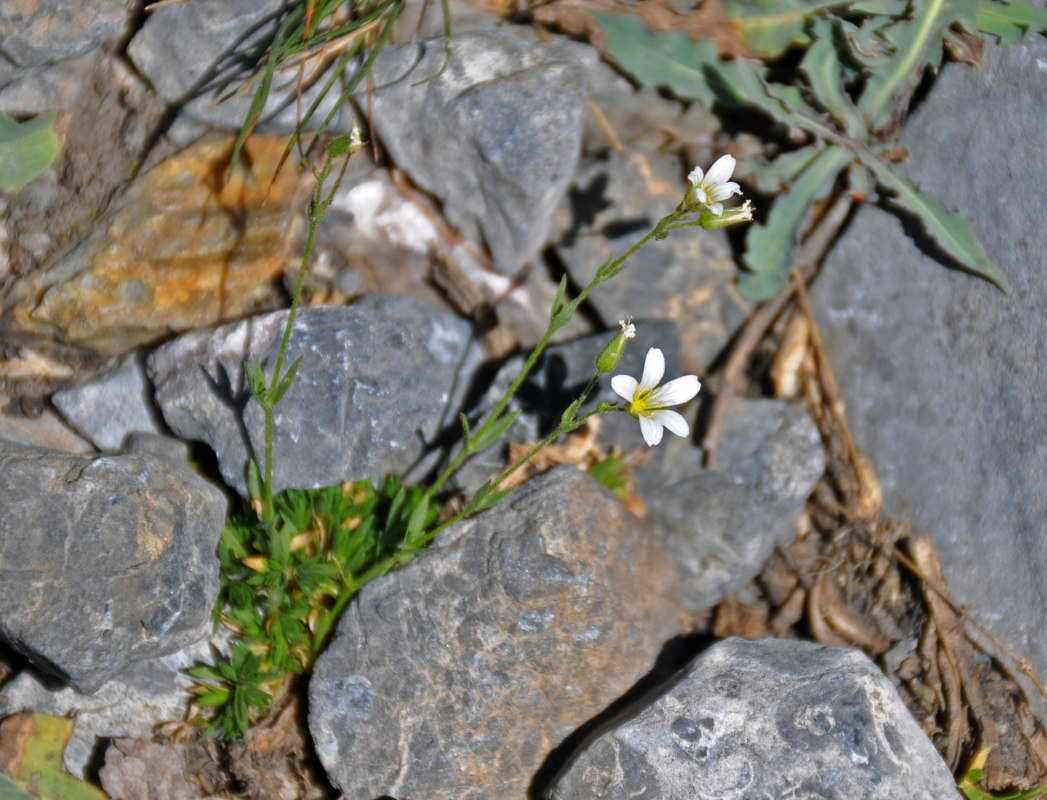 Image of Minuartia kryloviana specimen.