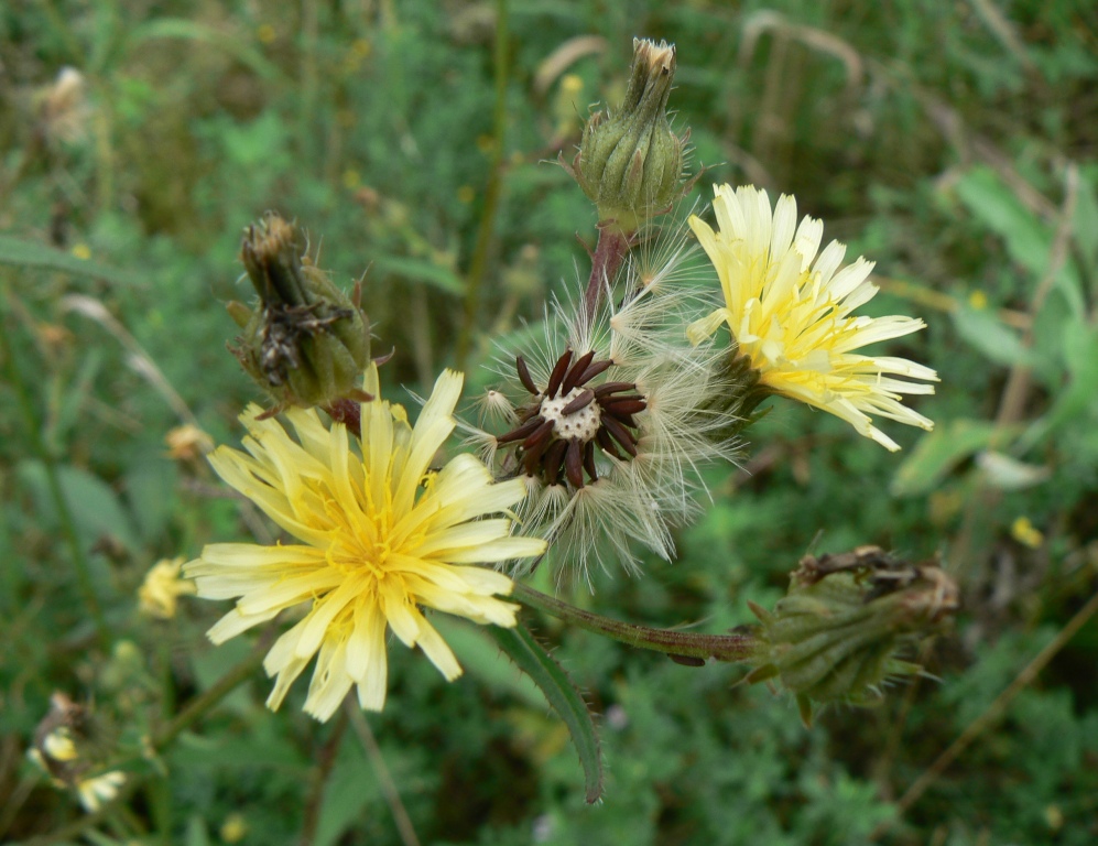 Image of Picris davurica specimen.