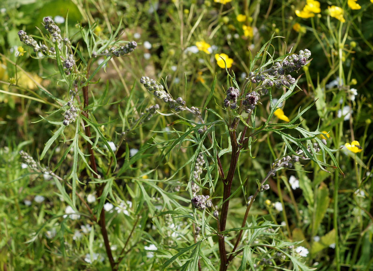 Image of genus Artemisia specimen.