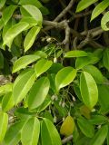 Holboellia coriacea