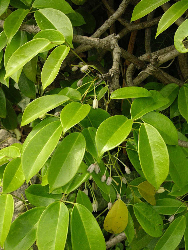 Image of Holboellia coriacea specimen.