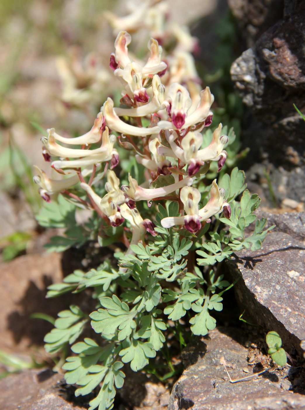 Image of Corydalis darwasica specimen.