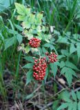 Actaea erythrocarpa. Верхушка плодоносящего растения. Камчатский край, окр. пос. Ключи, подножье сопки севернее пос., около ручья. 23.08.2016.