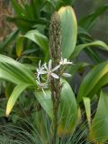 Asphodeline damascena