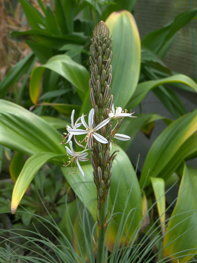 Изображение особи Asphodeline damascena.