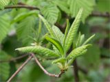 Rhododendron luteum. Верхушка веточки с молодыми побегами. Грузия, край Имеретия, Хонийский муниципалитет, окр. с. Кинчхаперди, дол. р. Окаце, выс. 810 м н.у.м., заросший кустарниками берег. 08.05.2017.