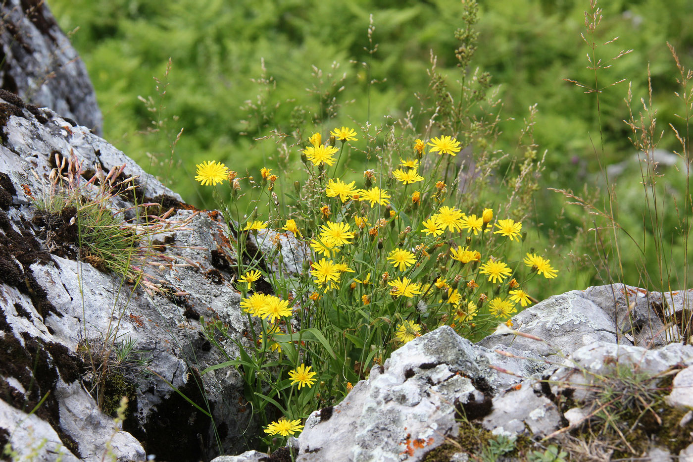 Изображение особи Crepis foliosa.