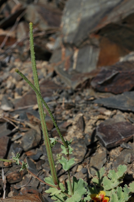 Изображение особи Glaucium elegans.