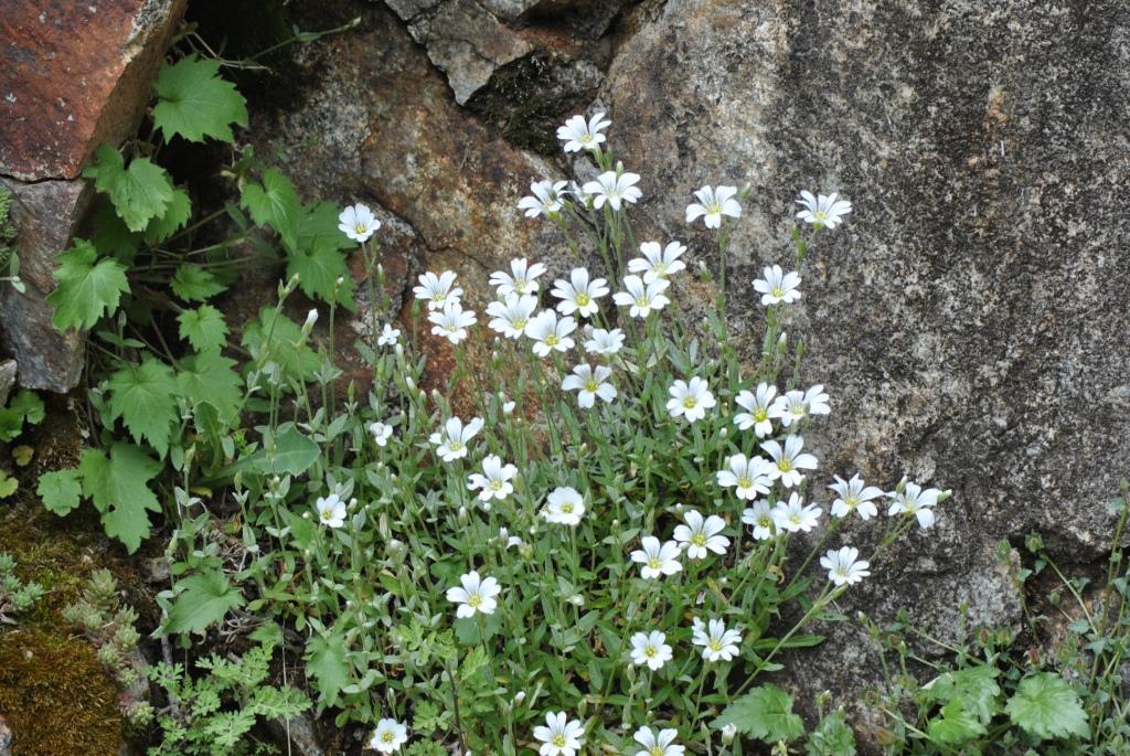 Изображение особи Cerastium argenteum.