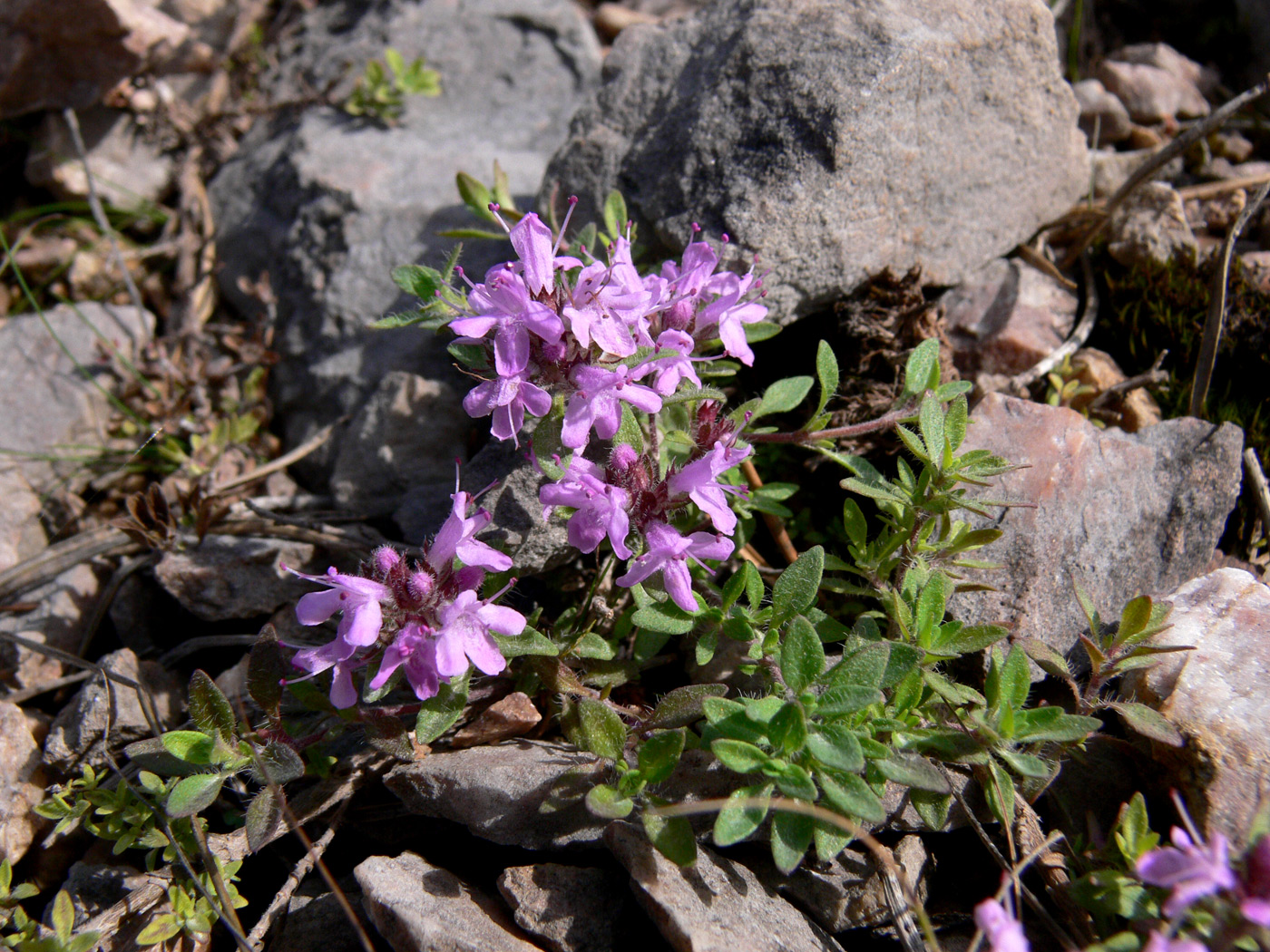 Image of Thymus hirticaulis specimen.