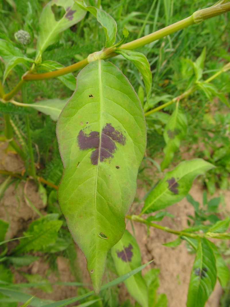 Image of Persicaria lapathifolia specimen.
