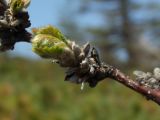 Betula lanata. Распускающиеся листья. Магаданская обл., окр. г. Магадан, побережье бухты Нагаева, Морпортовская сопка, каменноберезняк. 29.05.2016.