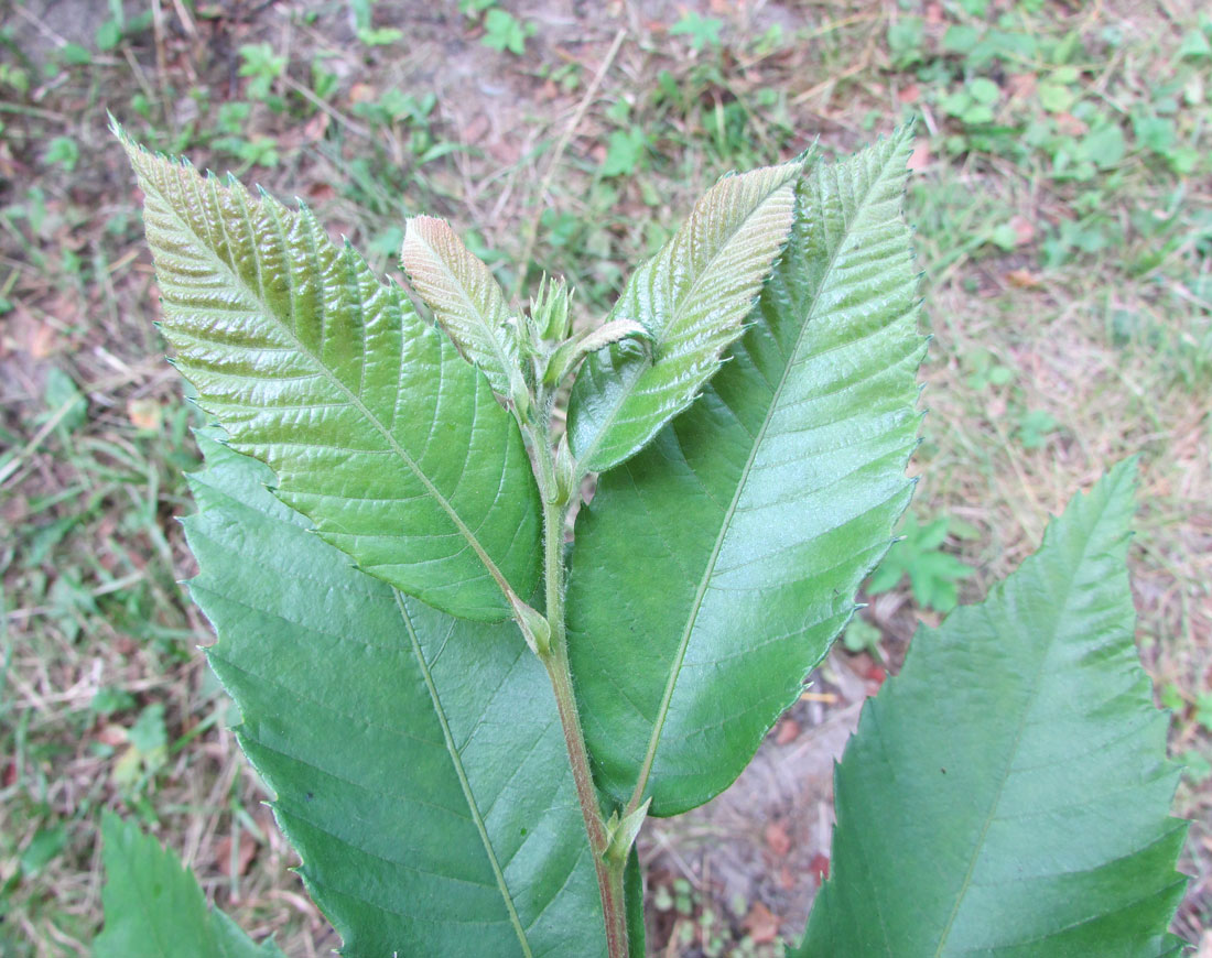 Image of Castanea pumila specimen.