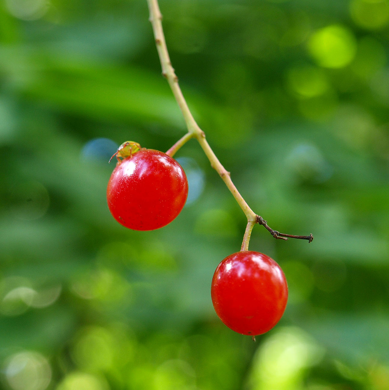 Изображение особи Padus virginiana.