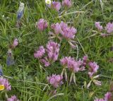 Trifolium polyphyllum