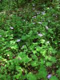 Geranium pyrenaicum. Цветущие растения. Крым, Байдарская долина, буковый лес. 21 мая 2010 г.