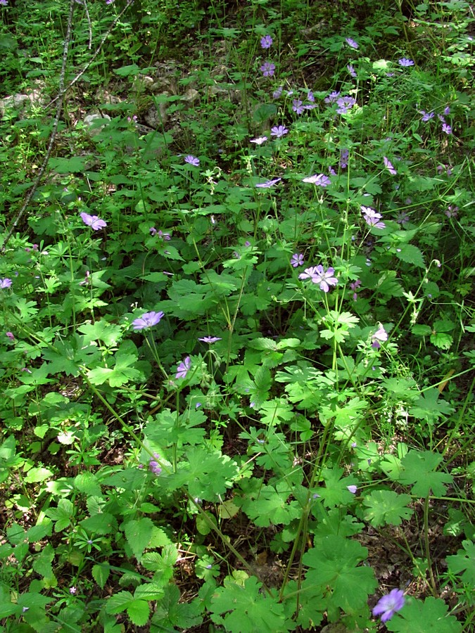 Изображение особи Geranium pyrenaicum.