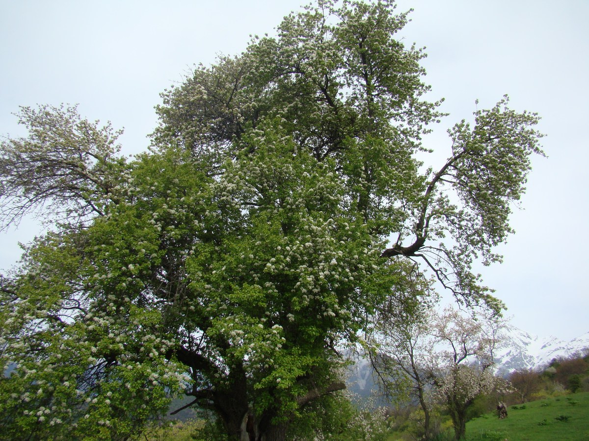 Изображение особи Pyrus turcomanica.