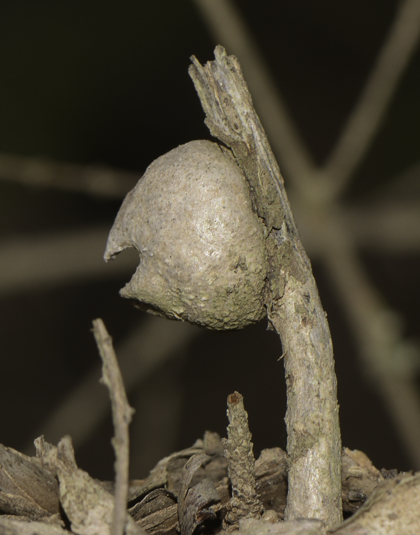 Image of Melaleuca elliptica specimen.